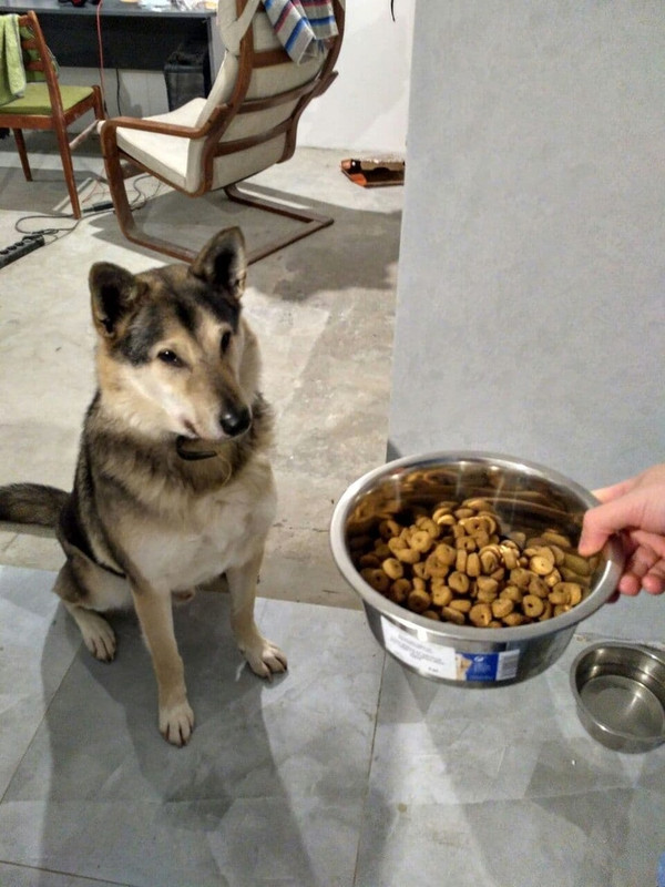 вольф дома1