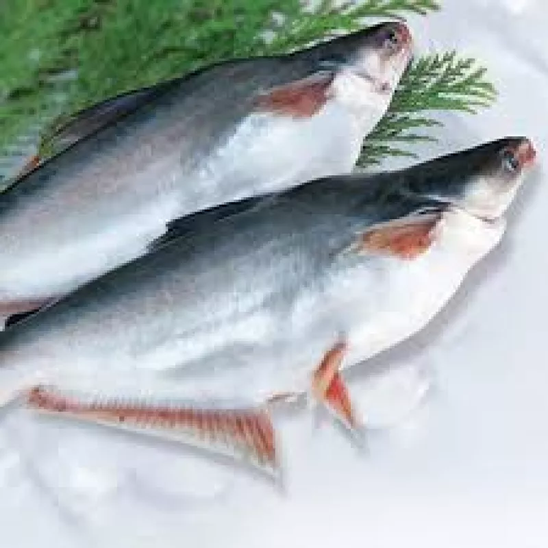 পাঙ্গাস মাছ