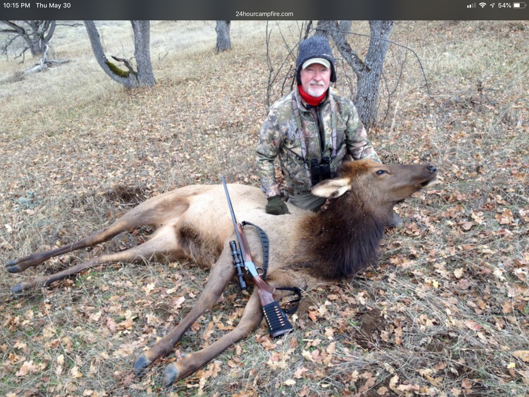 2nd cow elk with Low Wall .260