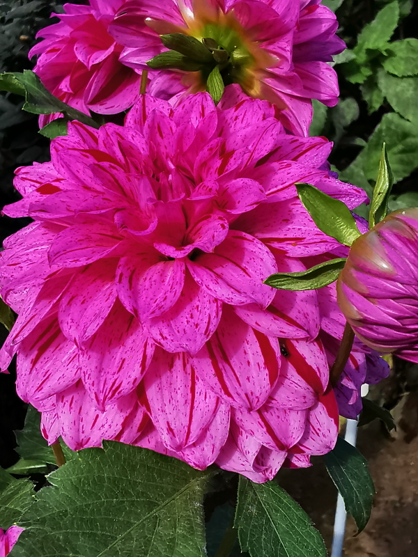 https://i.postimg.cc/W3MGHLxc/IMG_20231015_120136.jpg