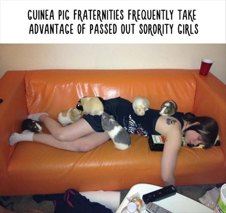 guinea_pig_frat.jpg
