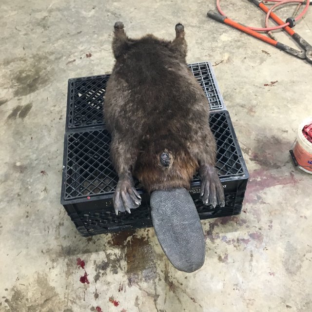 [Linked Image]