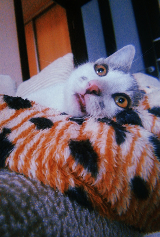 Кукуся _10_18_1