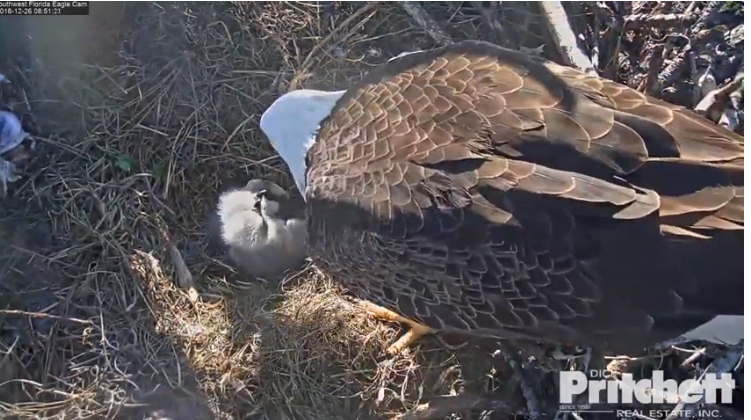 Harriet 20181226-01 copy