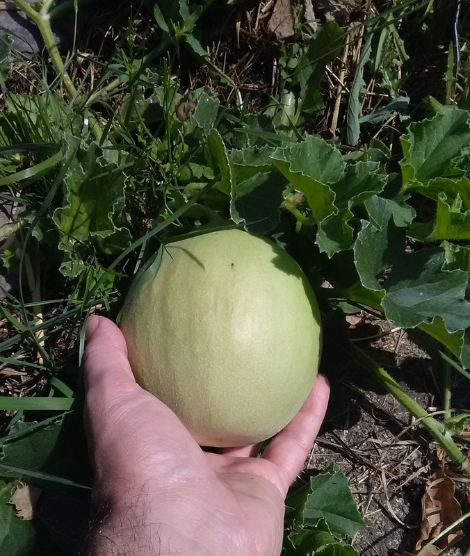 melon-oliwin-small.jpg