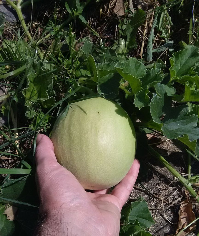 melon-oliwin-small.jpg