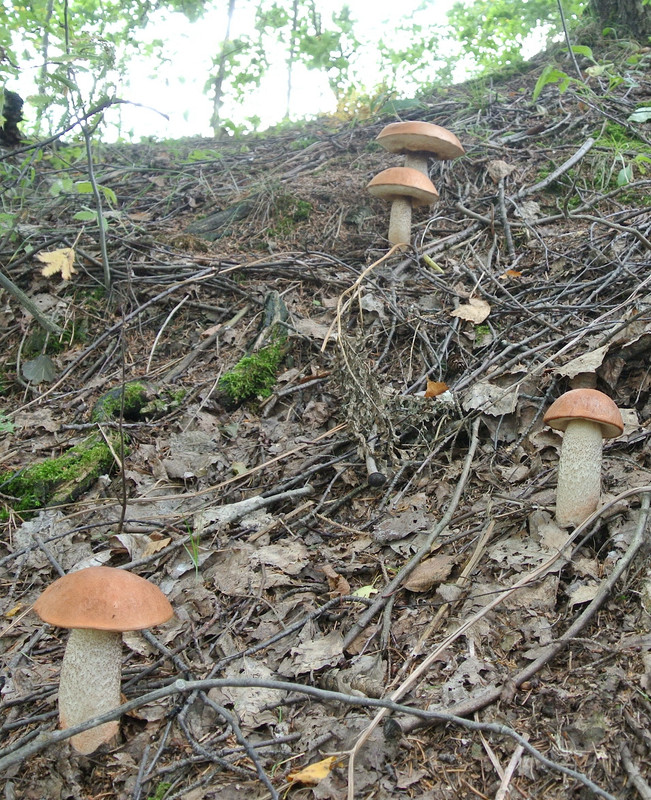 Кочебахтино 07.08.2014 06