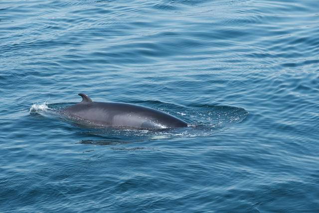 Avistamiento de ballenas, Fiordo de Saguenay y Desbiens - DOS SEMANAS EN EL ESTE DE CANADÁ (ONTARIO Y QUÉBEC) (5)