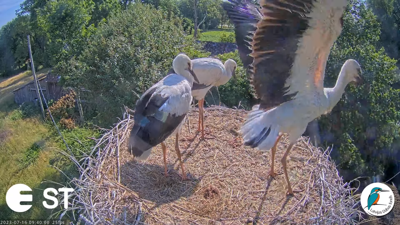 Baltie stārķi (Ciconia ciconia) Tukuma novadā - LDF tiešraide __ White storks in Tukums, Latvia 10-5