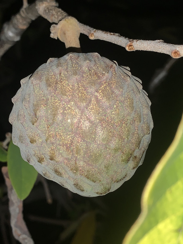 A38E953E-5487-48F2-9DF4-92823473597A