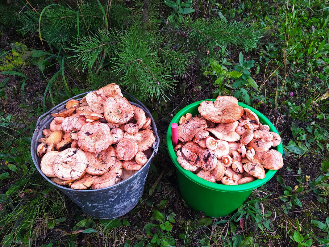 IMG_20230901_185012-fotor-20230901213110