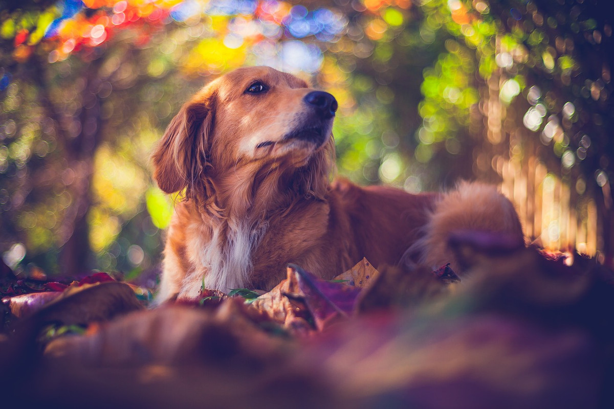 brown-pet-2654998-1280.jpg