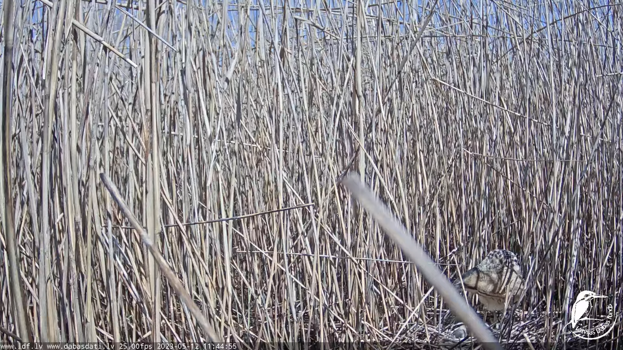 Lielais dumpis (Botaurus stellaris) Engurē - LDF tiešraide 14-0-25 screenshot