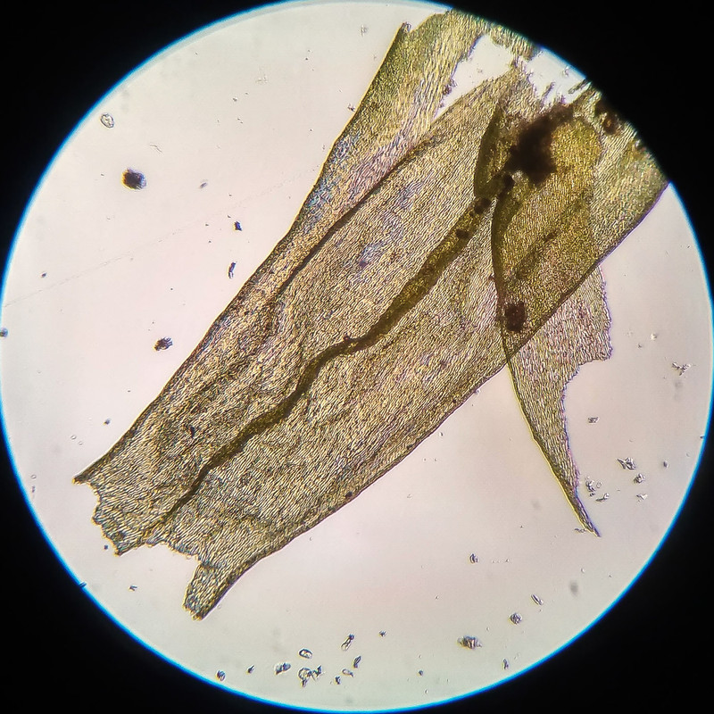 IMG 20250616 210323 HDR