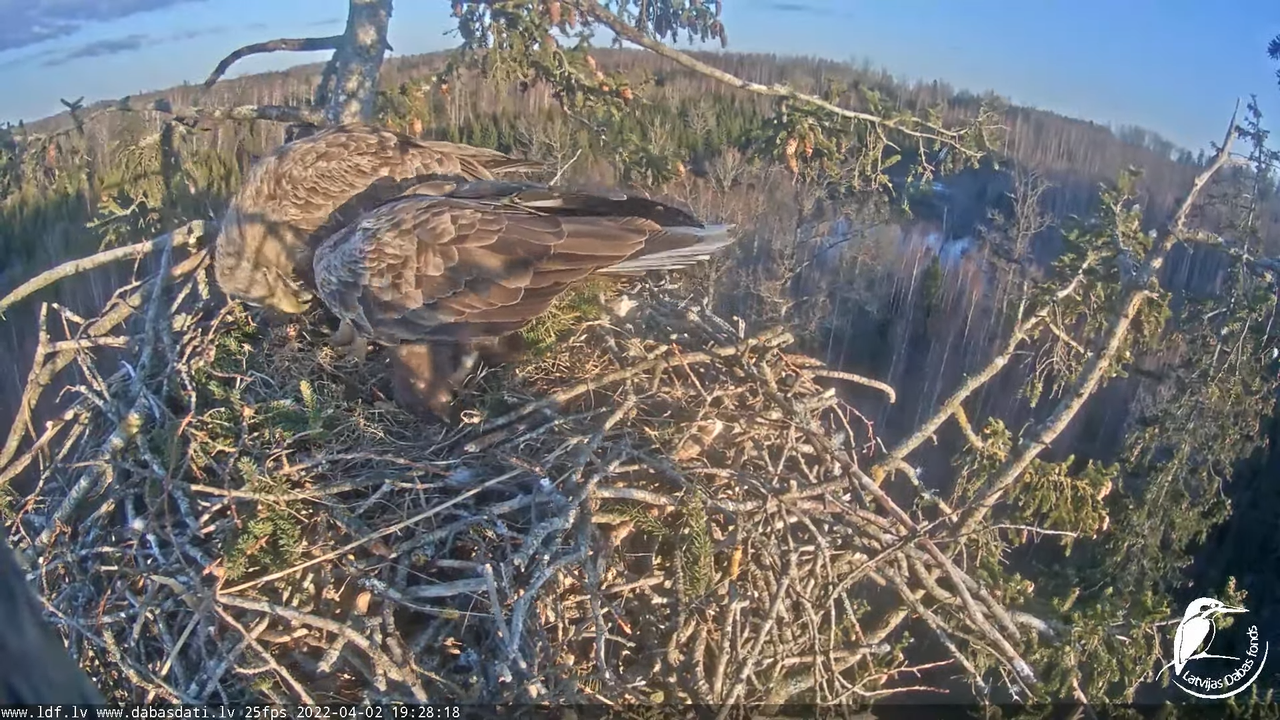 Jūras ērgļi (Haliaeetus albicilla) Durbē - LDF tiešraide __ White-tailed eagles, Durbe, Latvia 10-16