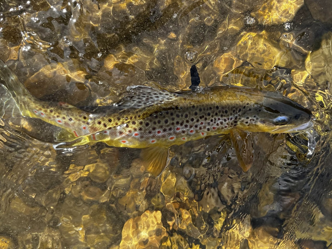 39B961EC-9883-4C5F-9154-6D05BE88CDF9