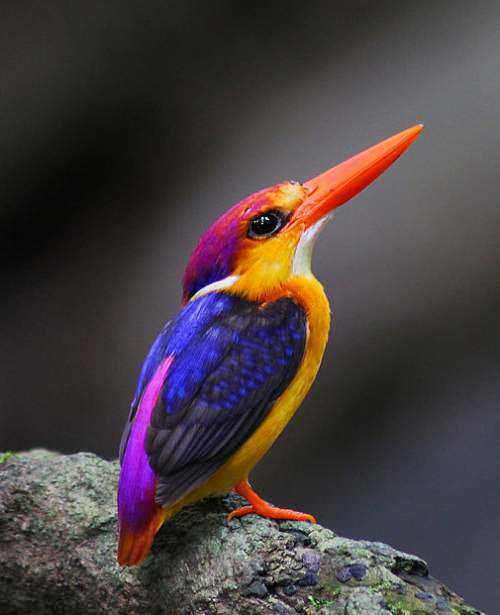 mutli-oriental-kingfisher-new.jpg