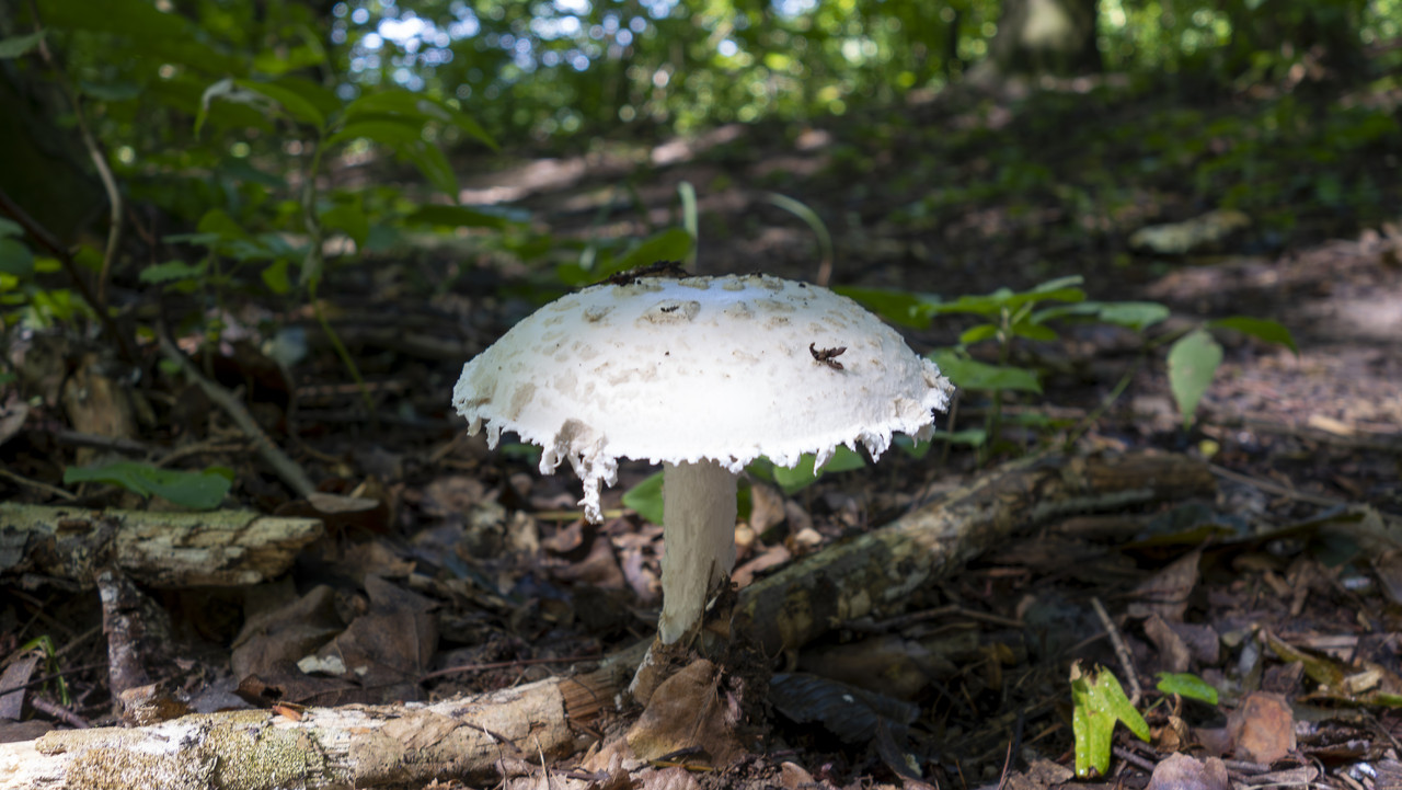 DSC04719-Poprawione-Szum.jpg