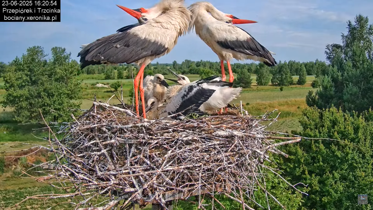 23062025bociany32