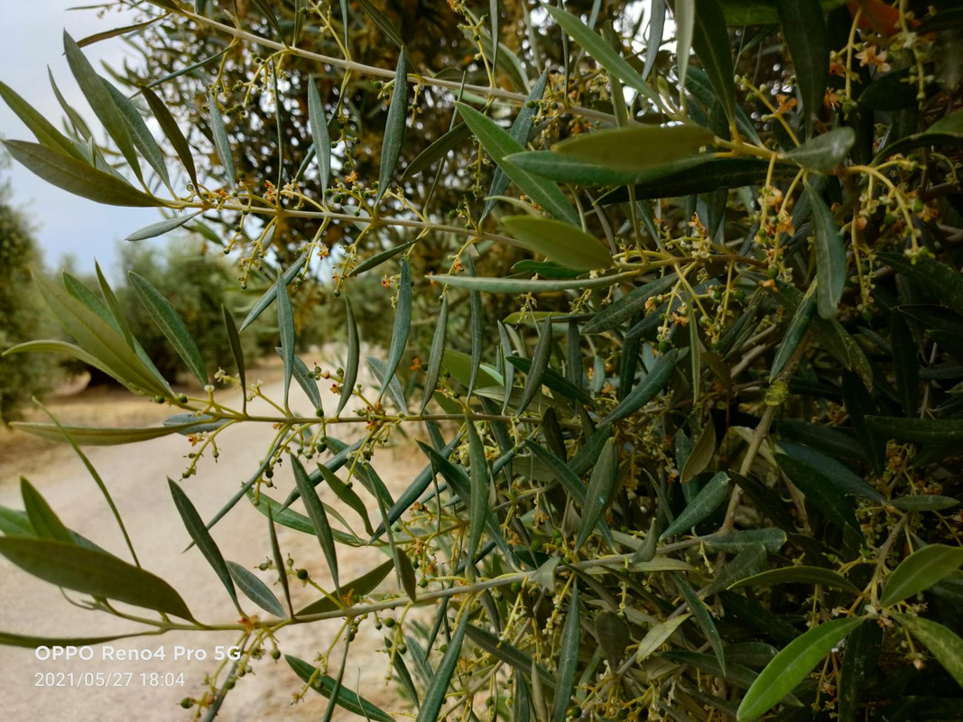 Seguimiento evolutivo finca de secano en Jaén - Página 3 PHOTO-2021-05-27-18-17-37