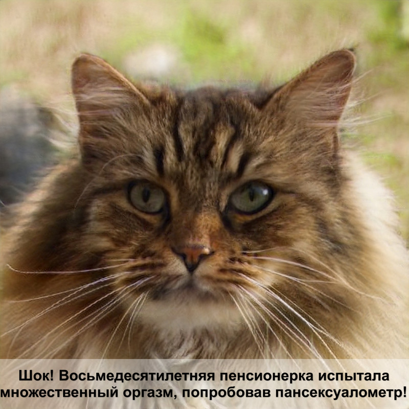 обзор кормов для кошек