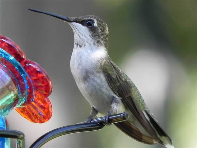 Ruby Throated Hummingbird Live In GA