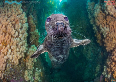 Underwater Photography - March/April 2021