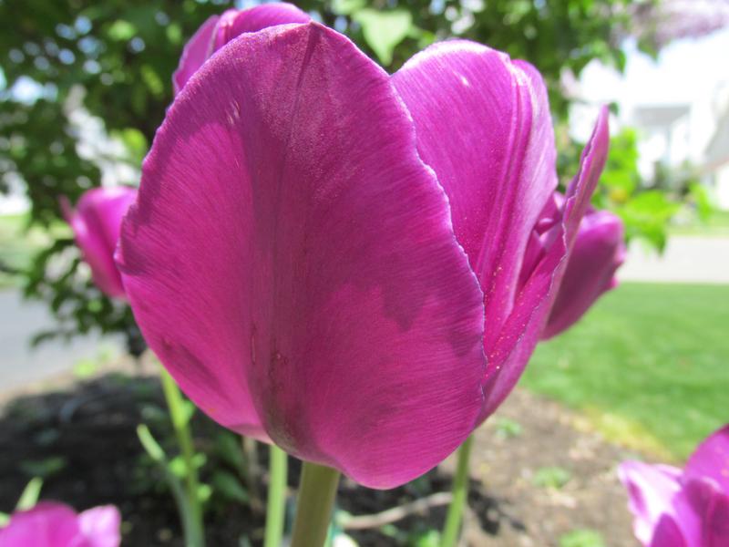 Lawn and Gardens  05.04.2019  (5)