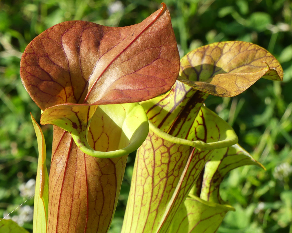 jyd's mixed-seed cuprea — fading character