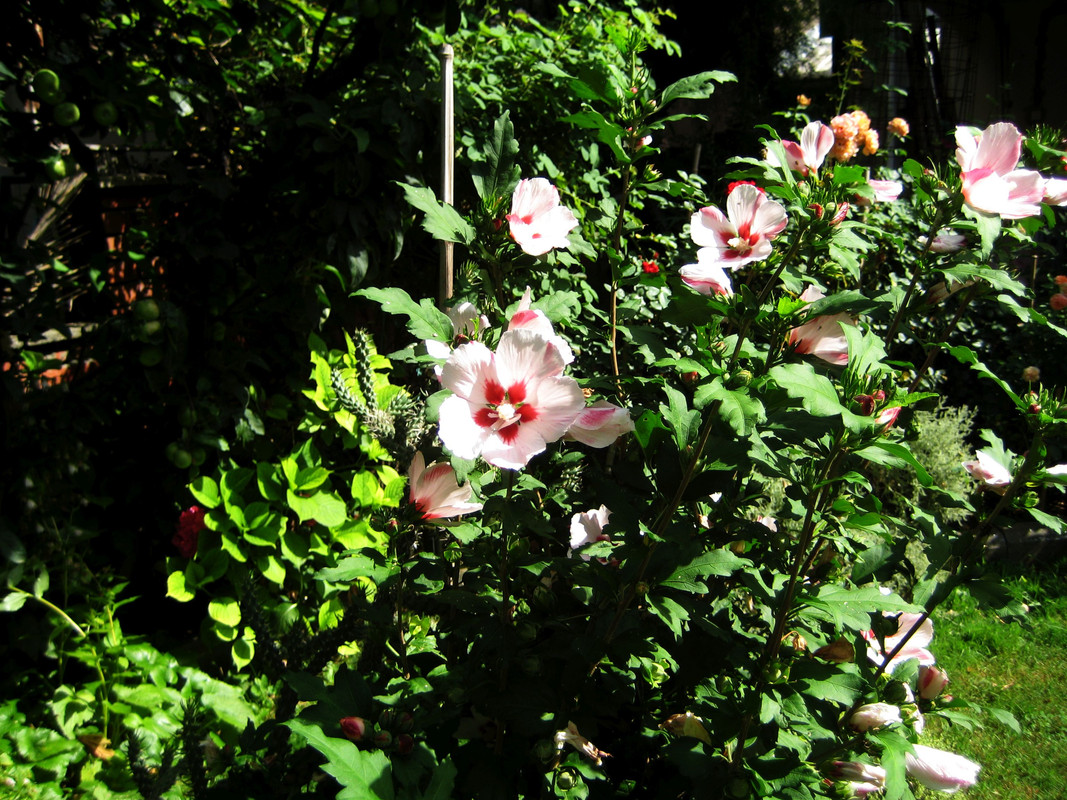 Hibiscus sitiyaticus