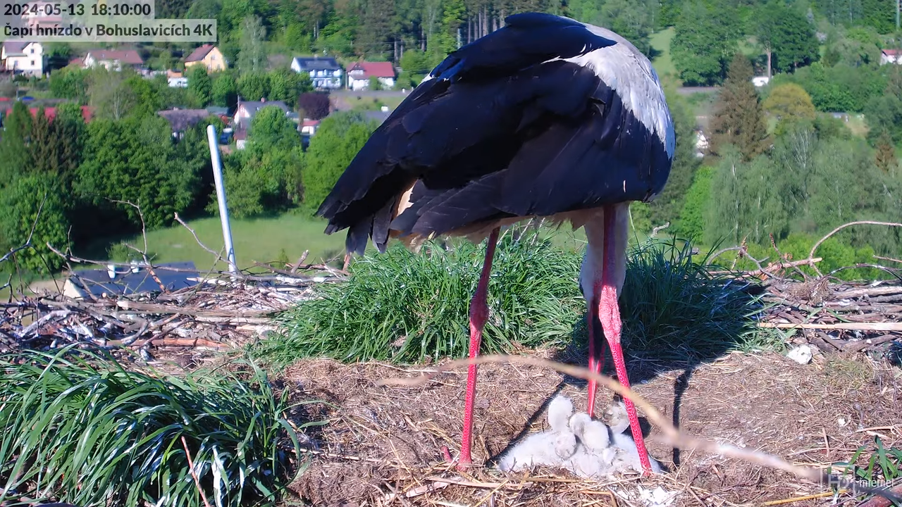 Živě z čapího komína firmy KARA v Bohuslavicích u Trutnova 13-3-0 screenshot