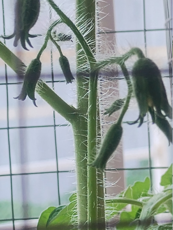 Tomatoes 261003b