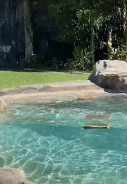 https://i.postimg.cc/W3ZsPhK3/1.gif