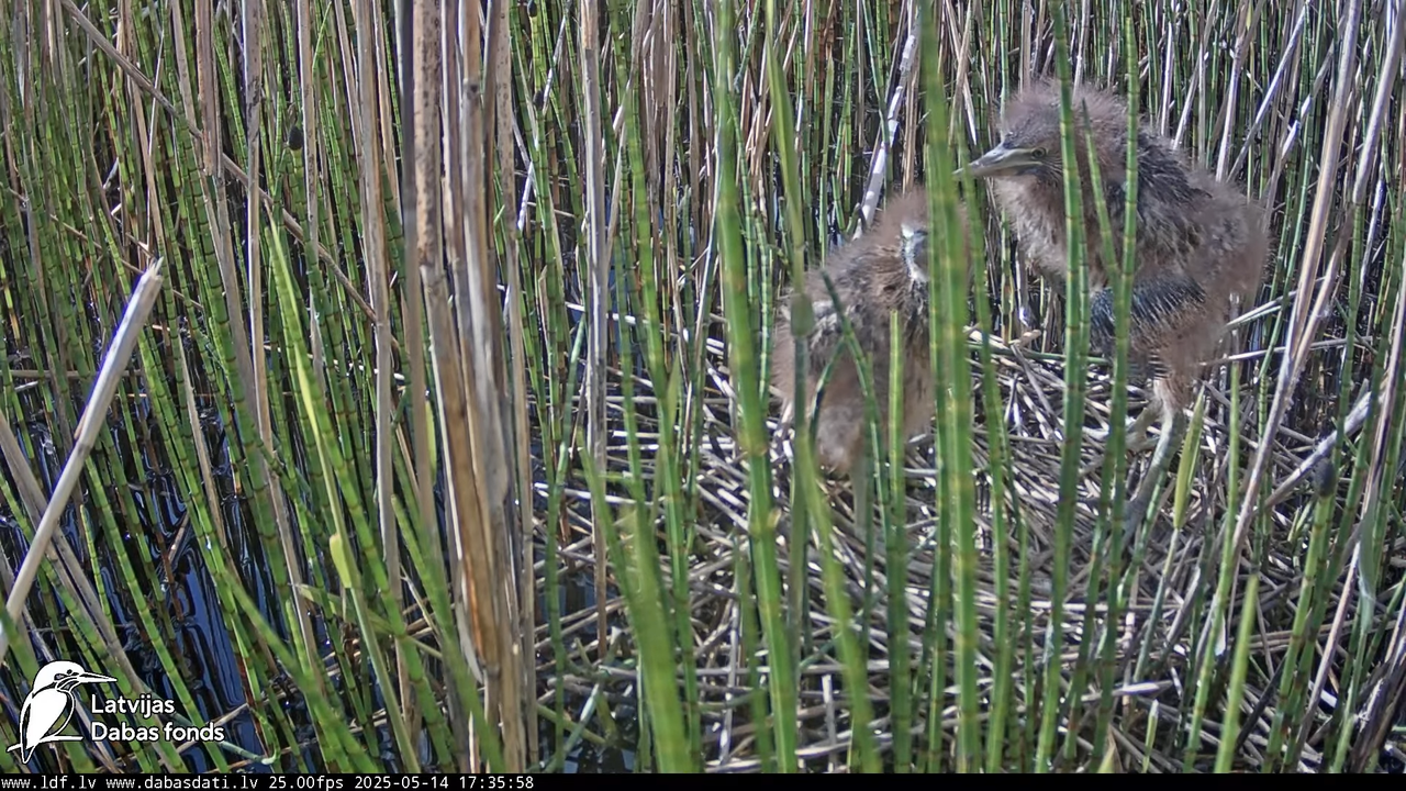 LDF Lielais dumpis (Botaurus stellaris) Zemītes pagastā 12-14-3 screenshot