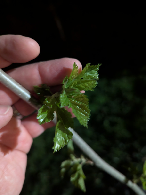 PXL_20250501_015225759.NIGHT