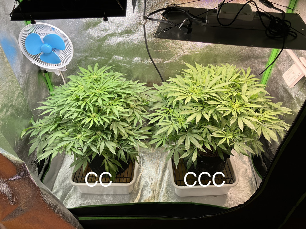 IMG_1595 (Mayo 20  2023)