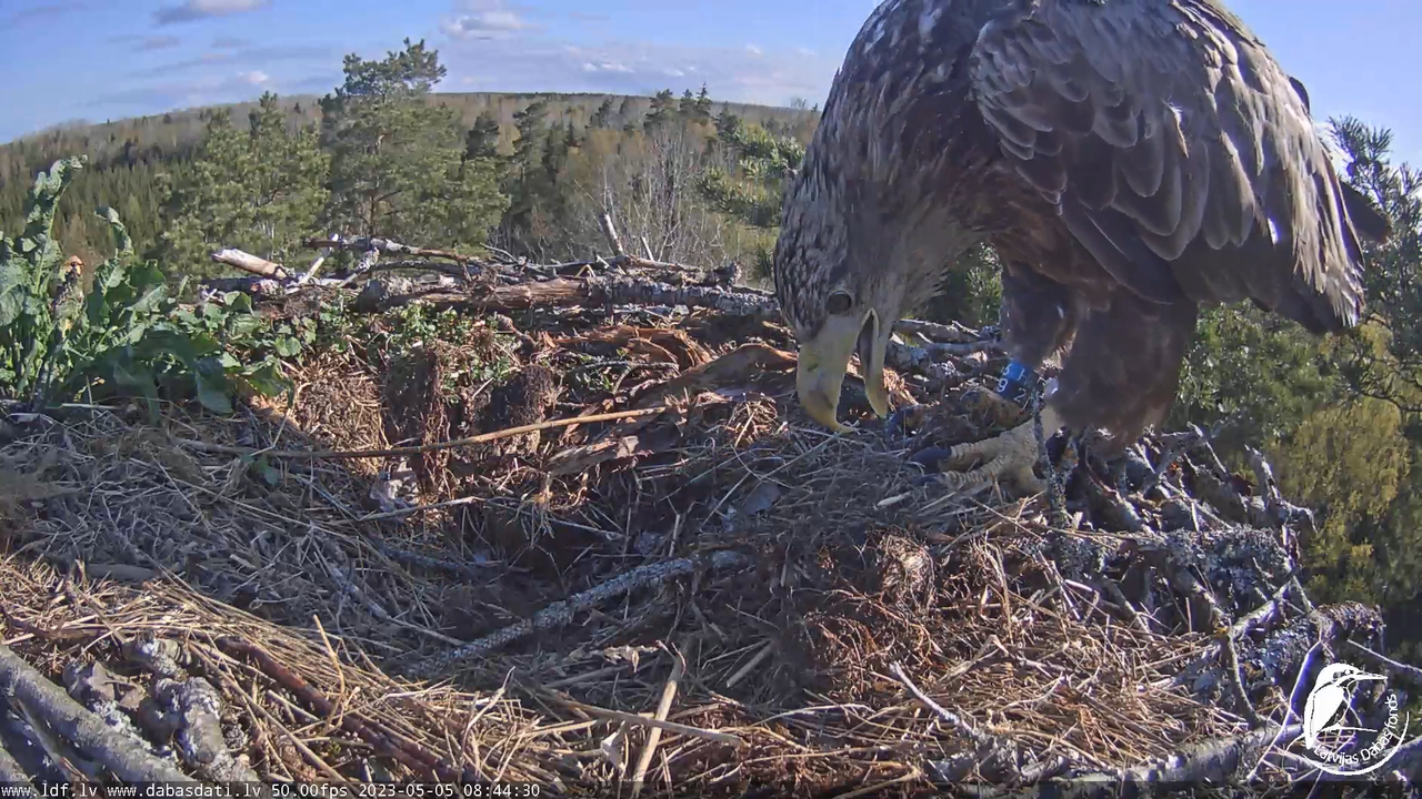 Zivju ērgļi (Pandion haliaetus) Kurzemē - LDF tiešraide 11-13-31 screenshot