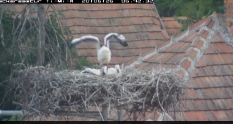 2020-06-26_065435szárnyacska