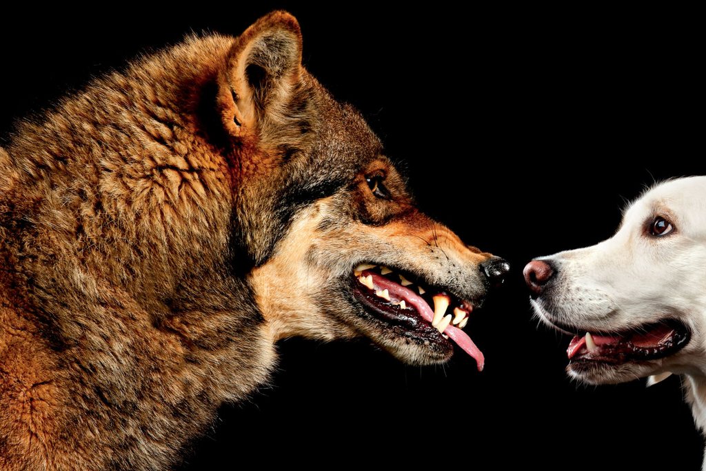 How wolves act toward other living beings ... 1118-feature-wolf-dog-opener-tyccxz