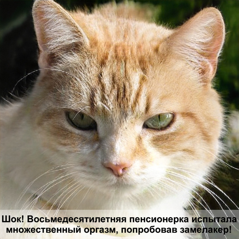 корм для кошек наша марка отзывы ветеринаров