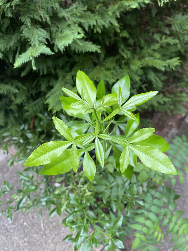 F1D8091E-46B3-4D47-821E-2069EE9224F0