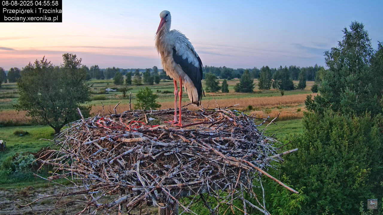 08082025bociany2