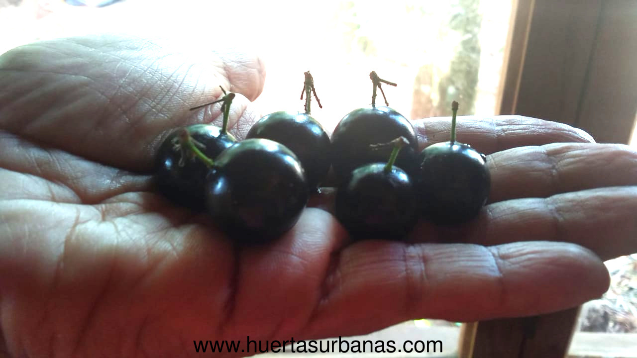 huertasurbanas_com_20191017_145512INTA_jaboticaba-1