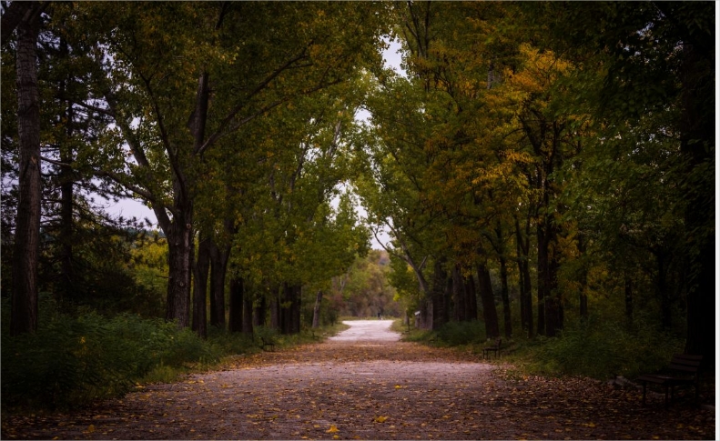 Autumn-daylight-environment-fall-forest-