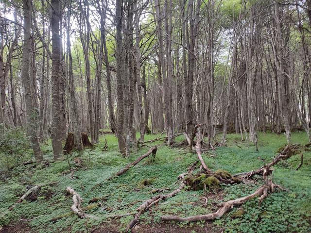 USHUAIA. TREKING LAGUNA ESMERALDA - ARGENTINA INFINITA II/ TORRES DEL PAINE (1)
