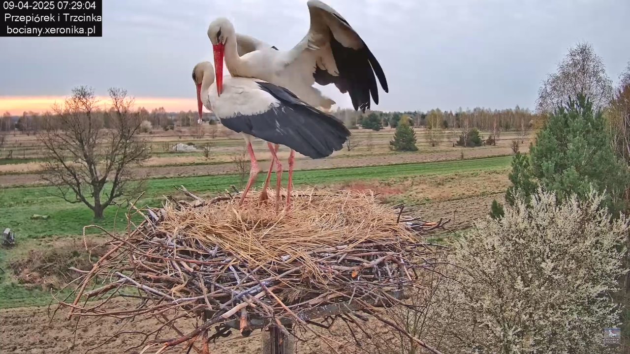 09042025bociany_39
