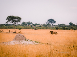 Botswana y Cataratas Victoria: la esencia de África y maravilla natural - Blogs de Botswana - Chobe: territorio de elefantes, leones y muchísimo más. (19)