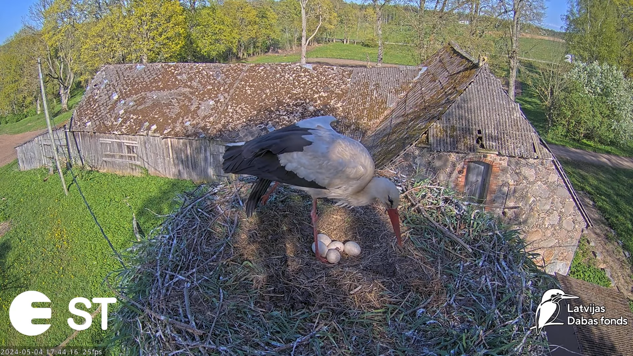 Baltie stārķi (Ciconia ciconia) Tukuma novadā - LDF tiešraide __ White storks in Tukums, Latvia 7-54