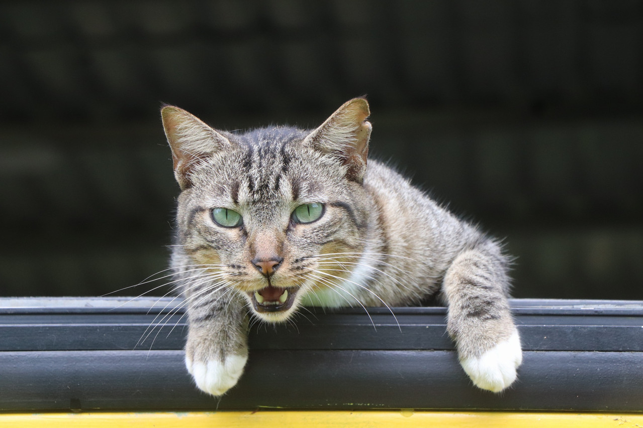 refugio para gatos en costa rica