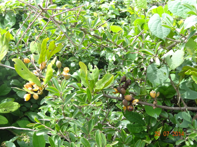 DSC04150